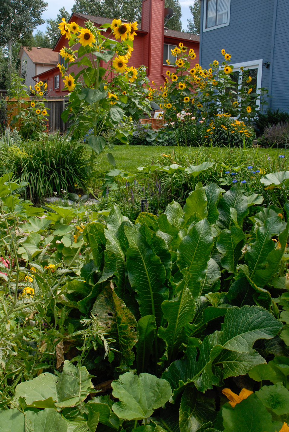 Terraced Turf Backyard